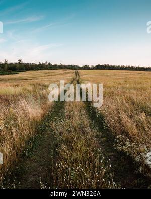 Bergauf auf auf trockener Wiese. Fluchtpunkt-Pfad in einem Feld auf dem Land bei Sonnenuntergang. Abkürzung über unbefestigte Straße im Grasland. Stockfoto