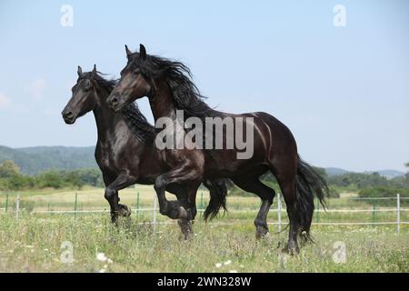 Zwei fröhliche friesische Stuten laufen im Sommer zusammen auf Weide Stockfoto