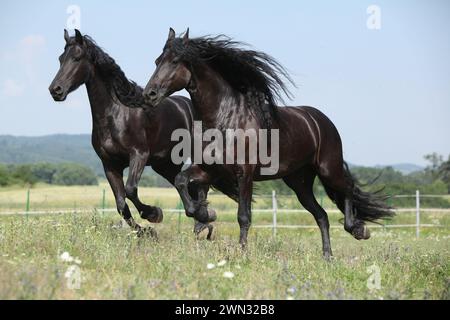 Zwei fröhliche friesische Stuten laufen im Sommer zusammen auf Weide Stockfoto