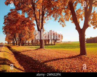 Landschaft im Herbst: Orangenbäume entlang der Landstraße und grüne Felder im Hintergrund. Ein paar Bäume in der Nachmittagssonne. Stockfoto