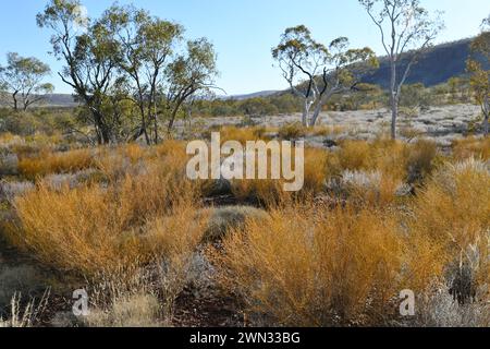 Wüstenlandschaft mit Bäumen und Sträuchern in Karijini NP, WA Stockfoto