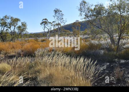 Wüstenlandschaft mit Bäumen und Sträuchern in Karijini NP, WA Stockfoto