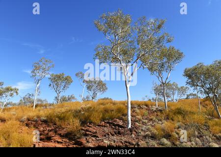 Wüstenlandschaft mit Gummibäumen, Karijini NP, WA Stockfoto