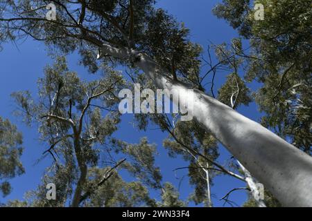 Hoch aufragender weißer Gummibaum in Karijini NP, WA Stockfoto