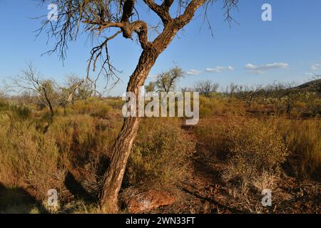 Wüstenlandschaft mit Eiche in Karijini NP, WA Stockfoto