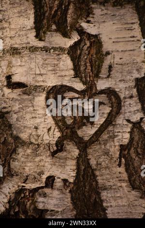 Baumstamm einer Birke mit geschnitztem Herz und Initialen in der Rinde Stockfoto