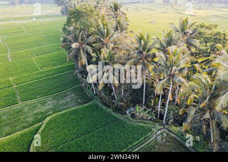 Terrasse Reisfelder, Bali, Indonesien Stockfoto