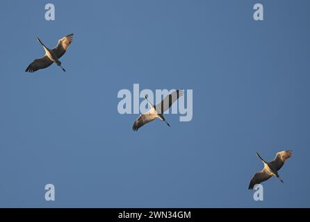 29. Februar 2024, Brandenburg, Grünheide: Am frühen Morgen fliegen drei Kraniche (Grus grus) am blauen Himmel über dem oder-Spree-Bezirk. Die Zugvögel kehren derzeit aus ihrem Überwinterungsgebiet zurück und machen ebenfalls einen Zwischenstopp in Brandenburg. Foto: Patrick Pleul/dpa Stockfoto