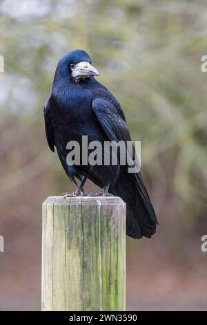 Rook, corvus frugilegus, sitzt auf einem Pfosten und blickt auf die Kamera Stockfoto