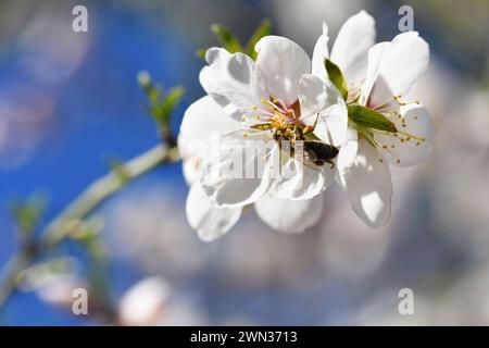 Frühlingshintergrund. Wunderschön blühender Baum mit Biene. Blume in der Natur. Stockfoto