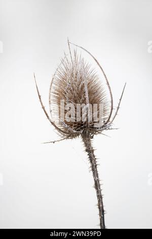 Teasel Samenkopf im Winter mit Frost Stockfoto