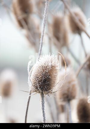 Teasel Samenkopf im Winter mit Frost Stockfoto