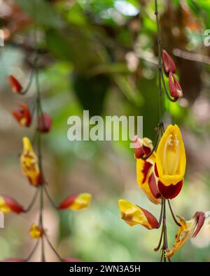 Eine Nahaufnahme von Thunbergia mysorensis, Mysore Trompetvine Stockfoto