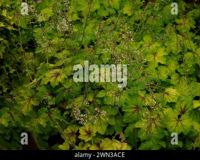 Nahaufnahme der grünen Blätter mit roten Adern der niedrig wachsenden Gartenpflanze heucherella Art Nouveau. Stockfoto