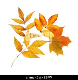 Herbstkonzept. Set aus schönen verschiedenen Herbstblättern auf weißem Hintergrund Stockfoto