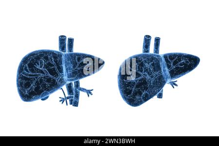 Leberorgan mit Gesundheitskonzept, 3D-Darstellung. 3D-Abbildung. Stockfoto