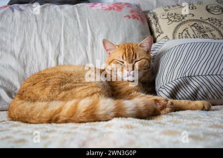 Eine orangene Katze, die sich auf einer Couch mit Kissen entspannt Stockfoto