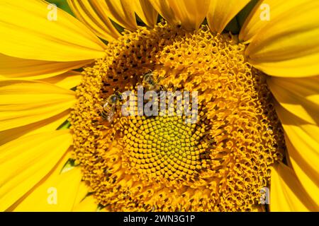 Zwei Bienen auf einer Sonnenblume, umgeben von anderen Blüten Stockfoto