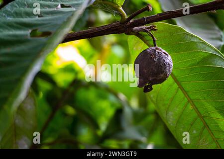 Ökologische Landwirtschaft Herausforderung: Dunkle Guava-Früchte durch Schädlingskrankheiten in Uttarakhand, Indien Stockfoto