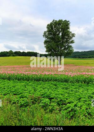 Einzelbaum in Opiummohn (Papaver somniferum), Anbau von Speisemohn, Mohnfeld, rosa Blüten, Germerode, Meissner, Geo-Naturpark Stockfoto