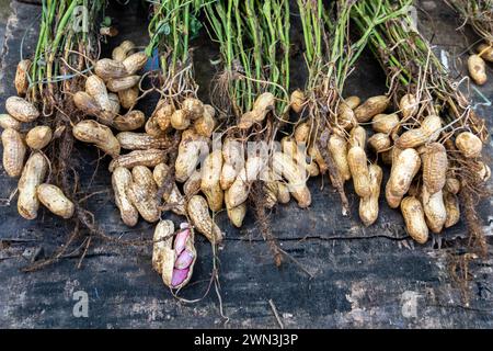Erdnuss (Arachis hypogaea), auch bekannt als Erdnuss, Bio-Ernte: Frisch geerntet mit Blättern - Uttarakhand, Indien - Agriculture Stock im Stockfoto