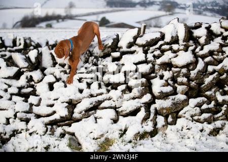 12/21 nach einem unerwarteten Schneeschauer am Nachmittag spielt der 13 Wochen alte ungarische Vizsla-Welpe Moreton zum ersten Mal im Schnee und entdeckt h Stockfoto