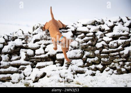 12/21 nach einem unerwarteten Schneeschauer am Nachmittag spielt der 13 Wochen alte ungarische Vizsla-Welpe Moreton zum ersten Mal im Schnee und entdeckt h Stockfoto