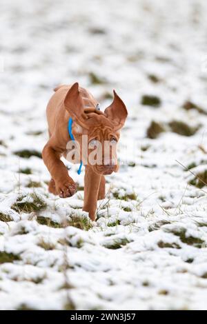 12/21 nach einem unerwarteten Schneeschauer am Nachmittag spielt der 13 Wochen alte ungarische Vizsla-Welpe Moreton zum ersten Mal im Schnee und entdeckt h Stockfoto