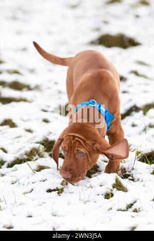 12/21 nach einem unerwarteten Schneeschauer am Nachmittag spielt der 13 Wochen alte ungarische Vizsla-Welpe Moreton zum ersten Mal im Schnee und entdeckt h Stockfoto