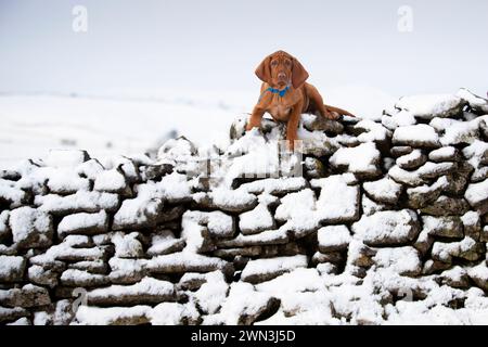 12/21 nach einem unerwarteten Schneeschauer am Nachmittag spielt der 13 Wochen alte ungarische Vizsla-Welpe Moreton zum ersten Mal im Schnee und entdeckt h Stockfoto