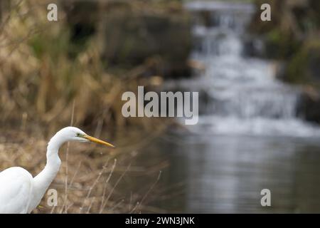 Ein Großreiher (Ardea alba, Casmerodius albus, Egretta alba), der vor einem kleinen Wasserfall mit weichem Hintergrund steht, Hessen, Deutschland Stockfoto
