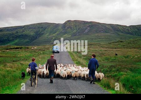 Schafe auf der Straße, Bauer, Bauer, Söhne, Junge, Kind, Fahrrad, Hund, County Donegal, Republik Irland, 29. Juli 1993, Vintage, Retro, alt, historisch Stockfoto