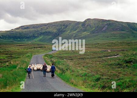 Schafe auf der Straße, Bauer, Bauernsöhne, Junge, Kind, Fahrrad, County Donegal, Republik Irland, 29. Juli 1993, Vintage, Retro, alt, historisch Stockfoto