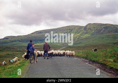 Schafe auf der Straße, Bauer, Bauer, Söhne, Junge, Kind, Fahrrad, Hund, County Donegal, Republik Irland, 29. Juli 1993, Vintage, Retro, alt, historisch Stockfoto