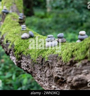 Kieselsteine auf einem Baumzweig Stockfoto