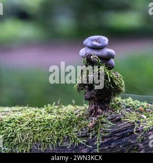 Kieselsteine auf einem Baumzweig Stockfoto