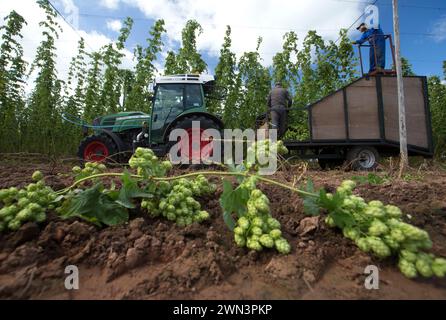 05/09/16 ***MIT VIDEO*** britische Hopfenbauern haben Grund zum Feiern als Wiederaufleben in der Handwerkskunst und echtes Bierbrauen bedeutet Nachfrage nach dem kleinen g Stockfoto