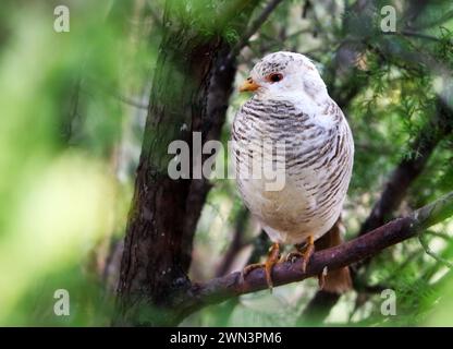 Ein weiblicher goldener Fasan im Baum Stockfoto