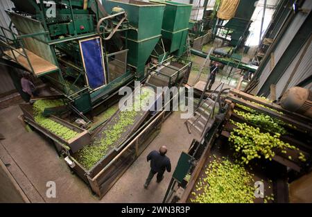 05/09/16 ***MIT VIDEO*** britische Hopfenbauern haben Grund zum Feiern als Wiederaufleben in der Handwerkskunst und echtes Bierbrauen bedeutet Nachfrage nach dem kleinen g Stockfoto