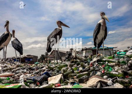 Nairobi, KENIA. Februar 2024. Die Marabou Stock Birds plündern die Dandora Deponie in Nairobi, Kenia. Dandora ist ein Slum in Nairobi Kenia, das 1977 gegründet wurde. Im Inneren des Dandora-Slums befindet sich eine der größten und bekanntesten Deponien von Dandora. Die 30 Hektar große Anlage mit geschätzten 850 festen Abfällen aus ganz Nairobi wurde 1975 gegründet. Jede Minute laden die Abfallsammler am Standort Abfälle aus den verschiedenen Lkws ab, die am Standort ankommen. Die Müllsammler, die auch aus verschiedenen Teilen der Dandora-Slums leben, sind von der Deponie abhängig Stockfoto