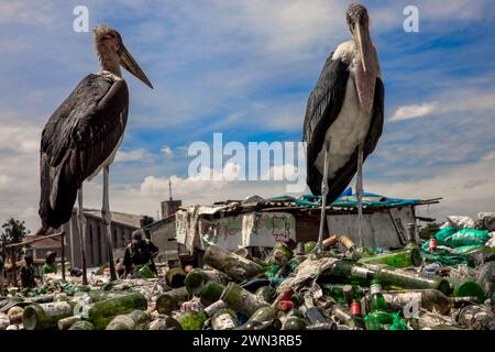 Nairobi, KENIA. Februar 2024. Die Marabou Stock Birds plündern die Dandora Deponie in Nairobi, Kenia. Dandora ist ein Slum in Nairobi Kenia, das 1977 gegründet wurde. Im Inneren des Dandora-Slums befindet sich eine der größten und bekanntesten Deponien von Dandora. Die 30 Hektar große Anlage mit geschätzten 850 festen Abfällen aus ganz Nairobi wurde 1975 gegründet. Jede Minute laden die Abfallsammler am Standort Abfälle aus den verschiedenen Lkws ab, die am Standort ankommen. Die Müllsammler, die auch aus verschiedenen Teilen der Dandora-Slums leben, sind von der Deponie abhängig Stockfoto