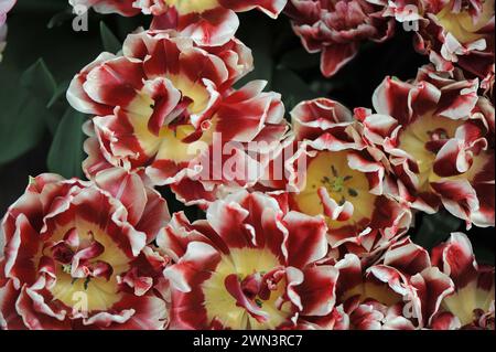 Rote, weiße und gelbe Pfingstrosenblüten Doppel frühe Tulpen (Tulipa) Everton blühen im April in einem Garten Stockfoto