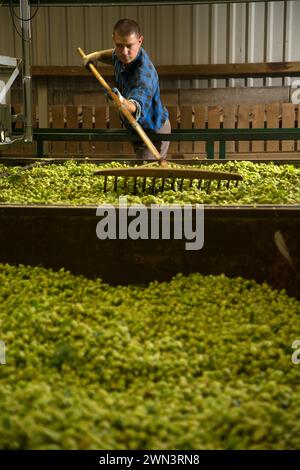 05/09/16 ***MIT VIDEO*** britische Hopfenbauern haben Grund zum Feiern als Wiederaufleben in der Handwerkskunst und echtes Bierbrauen bedeutet Nachfrage nach dem kleinen g Stockfoto