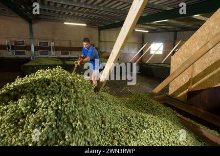 05/09/16 ***MIT VIDEO*** britische Hopfenbauern haben Grund zum Feiern als Wiederaufleben in der Handwerkskunst und echtes Bierbrauen bedeutet Nachfrage nach dem kleinen g Stockfoto