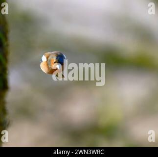 Chaffinch während des Fluges Stockfoto