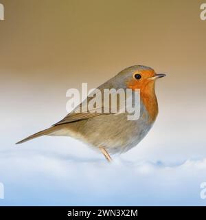 Rotkehlchen Erithacus rubecula , bekannter Singvogel mit leuchtend rot oranger Brust sitzt im schönsten Licht am Boden im Schnee, warme Farben, heimische Vogelwelt, Tierwelt, Natur im Winter *** schöne Robin Rotbrust Erithacus rubecula sitzend im Schnee auf dem Boden, flauschiges Gefieder, kalter Winter, schönes Licht, detailliertes und klares Bild, Wildtiere, Europa. Nordrhein-Westfalen Deutschland, Westeuropa Stockfoto