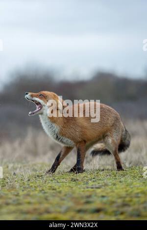 Fauchend... Fuchs / Rotfuchs Vulpes sind in der Ranzzeit drohen, zeigen mit weit aufgesperrtem Fang, Maul die Zähne, heimische Tierwelt, Natur *** Rotfuchs Vulpes vulpes bedrohlich mit weit offenen Kiefern, Wildtiere, Europa. Niederlande, Westeuropa Stockfoto