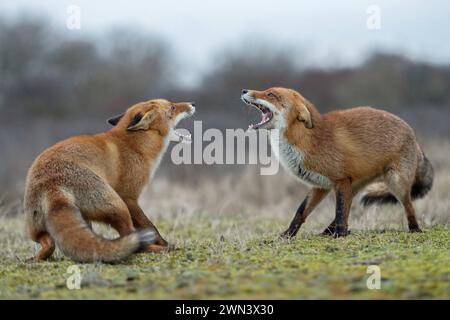 Fauchend... Fuchs / Rotfuchs Vulpes vulpes , zwei Füchse, Rotfüchse sind während der Ranzzeit in Streit geraten, drohen einander, kämpfen miteinander, konkurrieren, zeigen mit weit aufgesperrtem Fang, Maul die Zähne, heimische Tierwelt, Natur *** Rotfuchs Vulpes vulpes , Konfrontation zweier Erwachsener, gegenüberstehend, kämpfend, bedrohlich, weit offene Kiefer, ich versuche, einander zu jagen, Wildtiere, Europa. Niederlande, Westeuropa Stockfoto