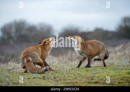 Fauchend... Fuchs / Rotfuchs Vulpes vulpes , zwei Füchse, Rotfüchse sind in der Ranzzeit miteinander in Streit geraten, drohen sich, kämpfen miteinander, konkurrieren, zeigen mit weit aufgesperrtem Fang, Maul die Zähne, heimische Tierwelt, Natur ** Rotfuchs Vulpes vulpes , Konfrontation zweier Erwachsener, stehend, kämpfend, bedrohlich, weit geöffnete Backen, ich versuche, einander zu jagen, Wildtiere, Europa. Niederlande, Westeuropa Stockfoto