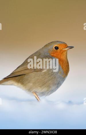 Rotkehlchen Erithacus rubecula , bekannter Singvogel mit leuchtend rot oranger Brust sitzt im schönsten Licht am Boden im Schnee, warme Farben, heimische Vogelwelt, Tierwelt, Natur im Winter *** schöne Robin Rotbrust Erithacus rubecula sitzend im Schnee auf dem Boden, flauschiges Gefieder, kalter Winter, schönes Licht, detailliertes und klares Bild, Wildtiere, Europa. Nordrhein-Westfalen Deutschland, Westeuropa Stockfoto